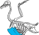 Keel (bird)