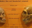 Anatomically modern humans
