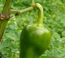 Capsicum annuum 'Pimento'