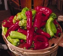 Capsicum annuum 'Cubanelle'