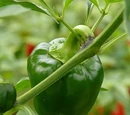 Capsicum annuum 'Fajita bell'