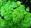 Parsley