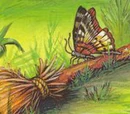 Étoile filante