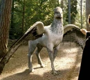 Hippogriffe