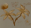 Asphodel