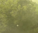Hogwarts Hippogriff herd