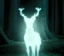 Patronus Charm