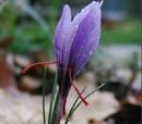 Crocus sativus