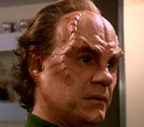 Phlox
