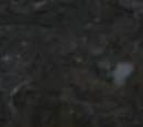 She-Beaver