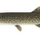 Freshwater fish