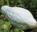 Hubbard squash