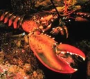 Canadian-American lobster