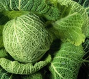 Cabbage
