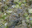 Seaweed