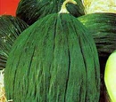 Spanish melon