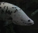 Barramundi