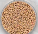 Barley