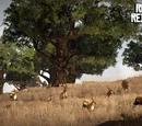 Hunting