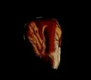 Plastic Organs