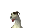 Alegra