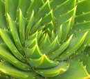 Aloe