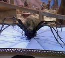 Eight Legs