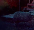 Sheep