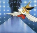 Hawk Loon