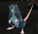 Fjord Rat