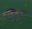 Oasis Crocolisk