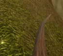 Musquash Root