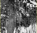 Dyatlov Pass Incident