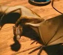 Norberta