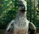 Buckbeak