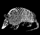 Armadillo Carapace
