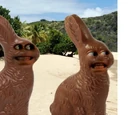 Chocolate Bunnies