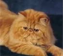 Persian