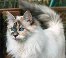 Siberian