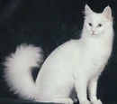 Turkish Angora