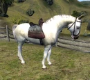 Horse (Oblivion)