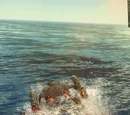 Nautilus