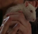 Eloise (rat)