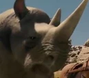 Rhinoceros