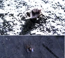 Alison's Killer