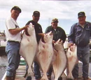 Halibut