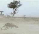 Desert rattleback