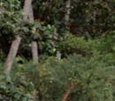 Rotu