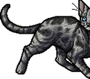 Jayfeather