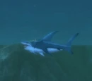 Yellowfin Shark